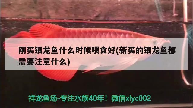 剛買銀龍魚(yú)什么時(shí)候喂食好(新買的銀龍魚(yú)都需要注意什么)
