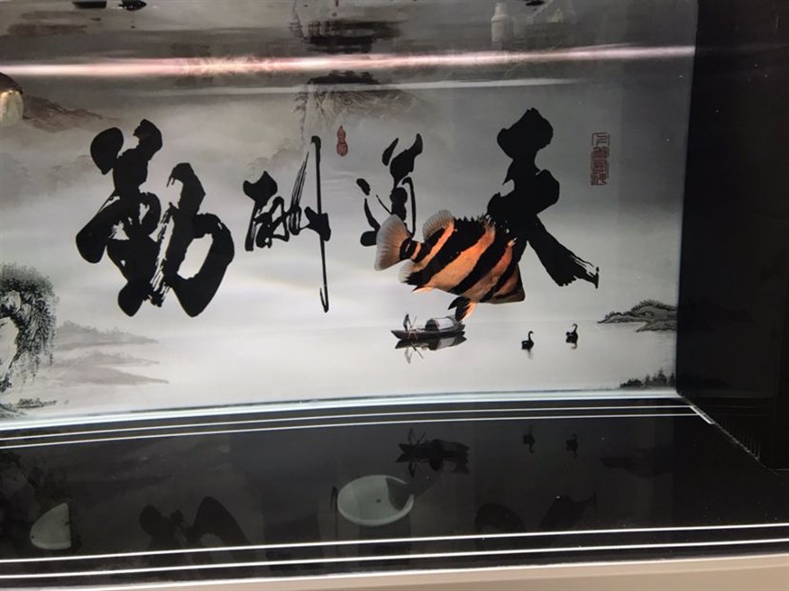 虎魚到來