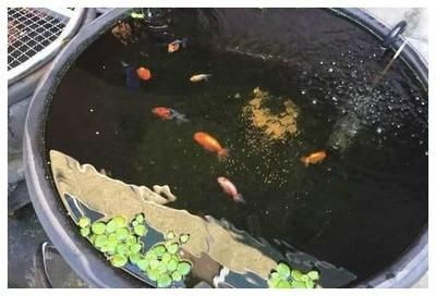 冬天魚缸多久換一次水
