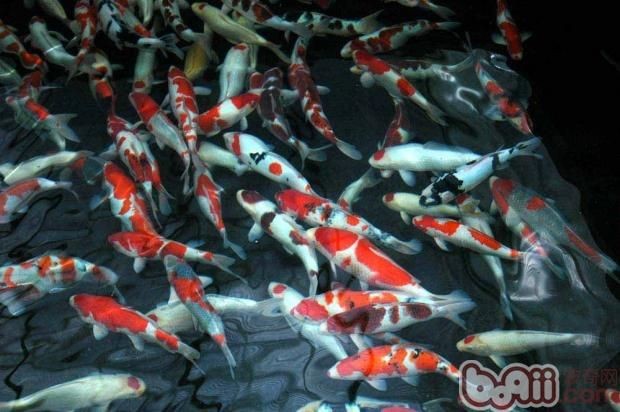 大型錦鯉魚缸設計：大型錦鯉魚缸設計與制作方式