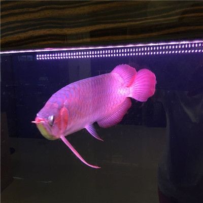 大型錦鯉魚缸設計：大型錦鯉魚缸設計與制作方式