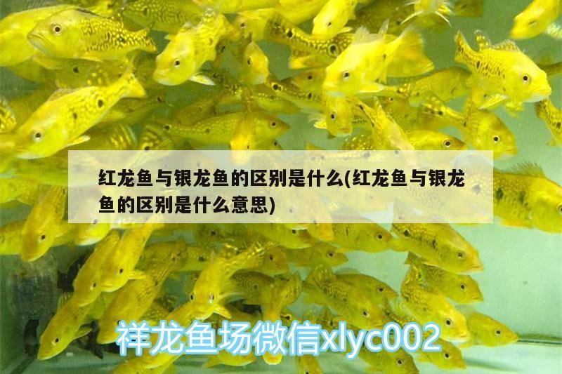 紅龍魚與銀龍魚的區別是什么(紅龍魚與銀龍魚的區別是什么意思)