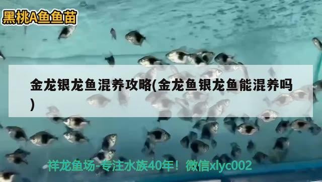 金龍銀龍魚混養(yǎng)攻略(金龍魚銀龍魚能混養(yǎng)嗎)