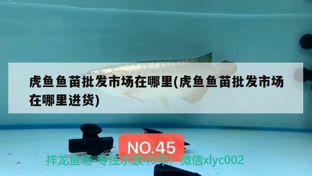 虎魚魚苗批發市場在哪里(虎魚魚苗批發市場在哪里進貨)