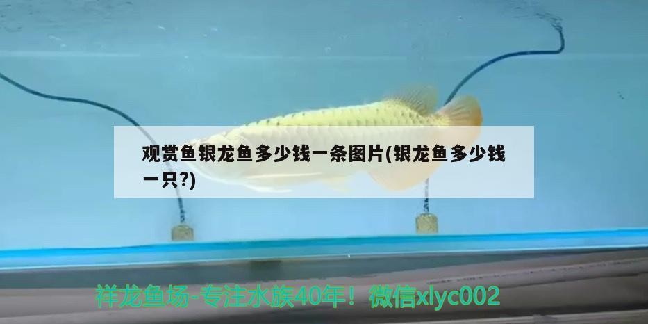 觀賞魚銀龍魚多少錢一條圖片(銀龍魚多少錢一只?)