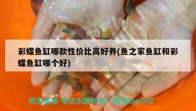 彩蝶魚缸哪款性價比高好養(魚之家魚缸和彩蝶魚缸哪個好)