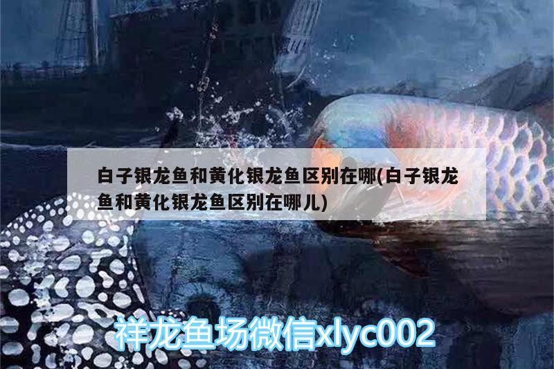 白子銀龍魚和黃化銀龍魚區別在哪(白子銀龍魚和黃化銀龍魚區別在哪兒)