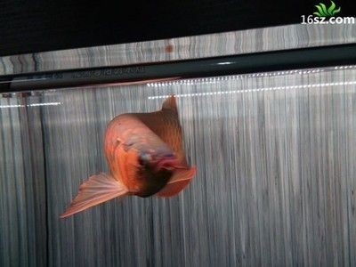 龍魚配對(duì)成功概率是多少 龍魚配對(duì)成功概率是多少 龍魚百科 第1張