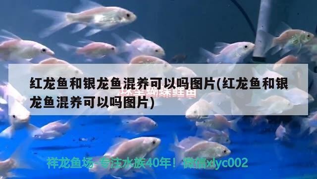 紅龍魚和銀龍魚混養(yǎng)可以嗎圖片(紅龍魚和銀龍魚混養(yǎng)可以嗎圖片)