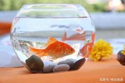 大魚缸清潔魚選什么好養(yǎng)：幾種常見的大魚缸清潔魚及其特點