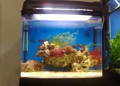 大型魚缸使用壽命：大型魚缸使用壽命主要取決于幾個關鍵因素，取決于幾個關鍵因素