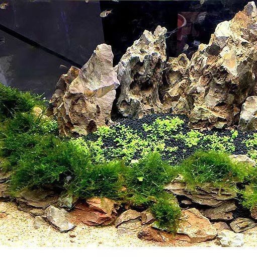 慈鯛魚(yú)缸造景石頭用什么顏色：如何選擇慈鯛魚(yú)缸造景石頭的顏色