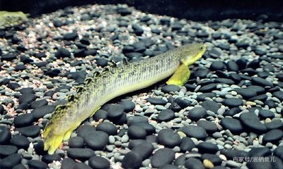 紅龍魚的養(yǎng)殖方法大全（紅龍魚的養(yǎng)殖方法大全視頻）