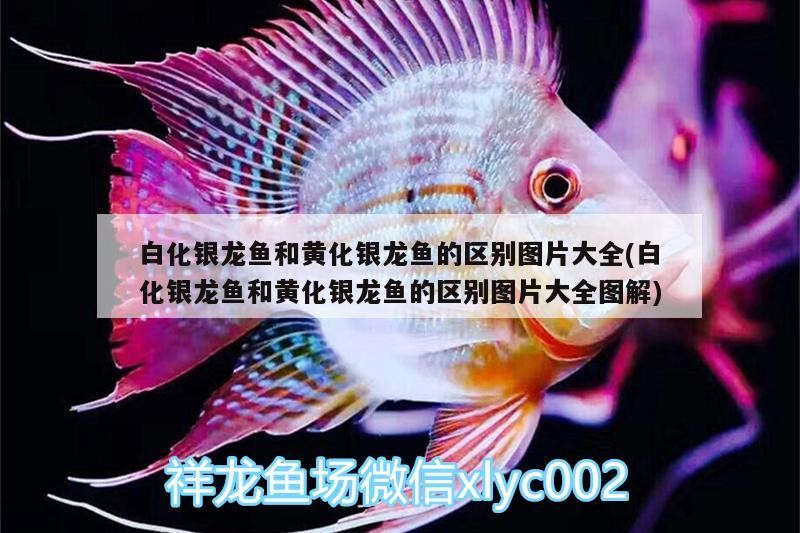 我的虎魚真菌感染了要怎么處理 白化銀龍魚和黃化銀龍魚的區(qū)別圖片大全(白化銀龍魚和黃化銀龍魚的區(qū)別圖片大全圖解) 銀龍魚百科 白化銀龍魚和黃化銀龍魚的區(qū)別圖片大全(白化銀龍魚和黃化銀龍魚的區(qū)別圖片大全圖解) 白化銀龍魚和黃化銀龍魚的區(qū)別圖片大全(白化銀龍魚和黃化銀龍魚的區(qū)別圖片大全圖解) 銀龍魚百科