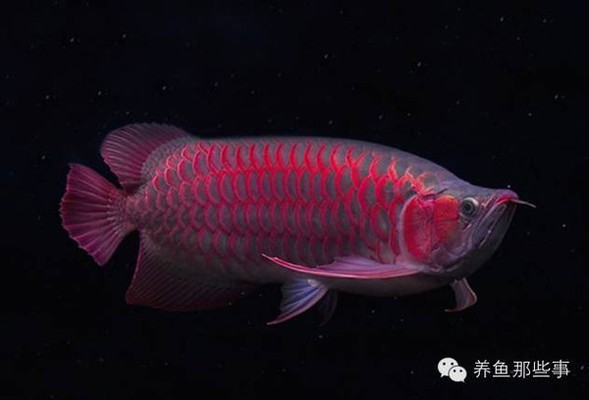紅龍魚用什么燈發色好一點視頻教程圖片（紅龍魚用什么燈發色好一點視頻教程圖片大全）