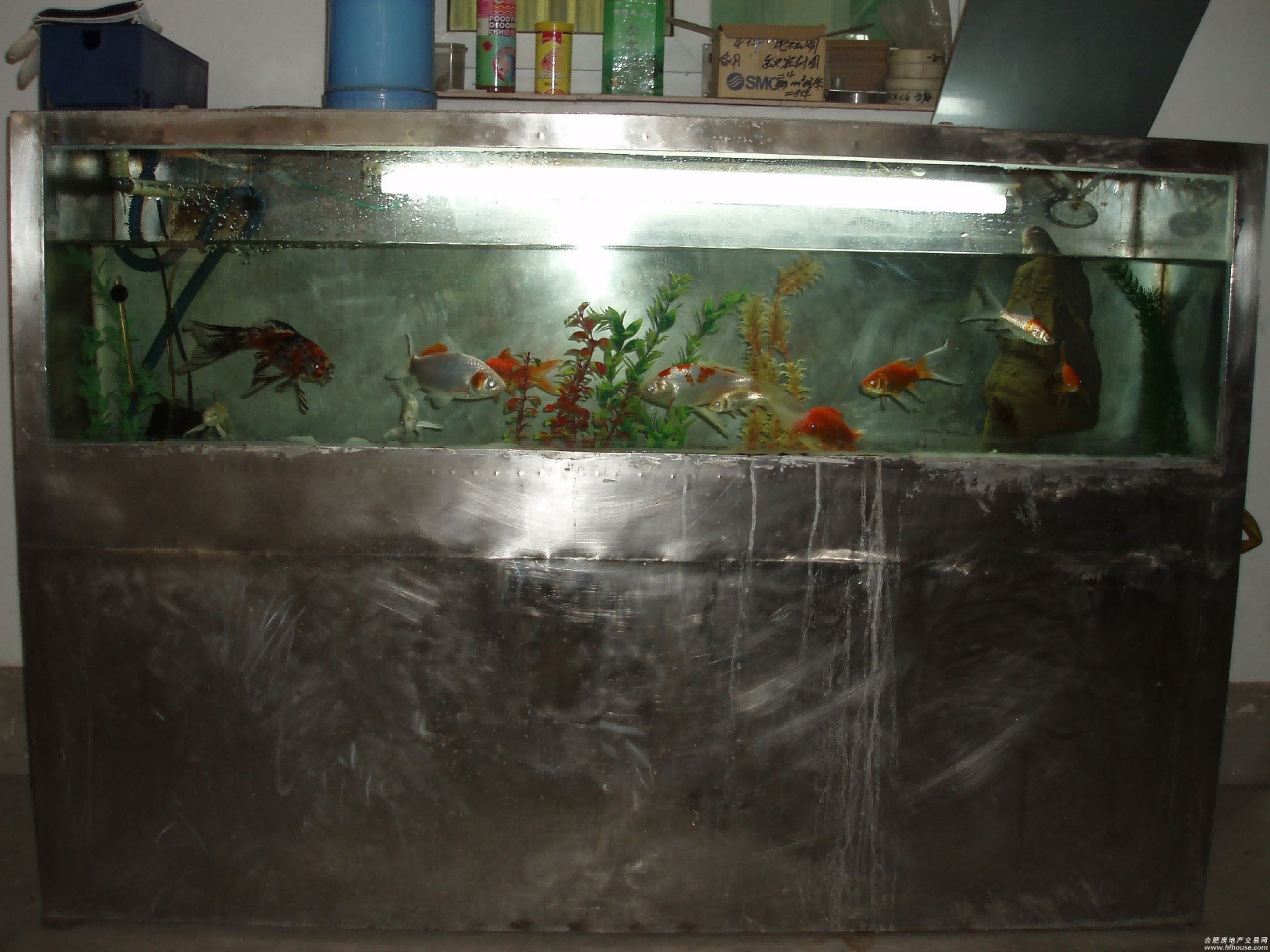 慈鯛魚缸怎么搭配好看：三湖慈鯛魚缸的搭配