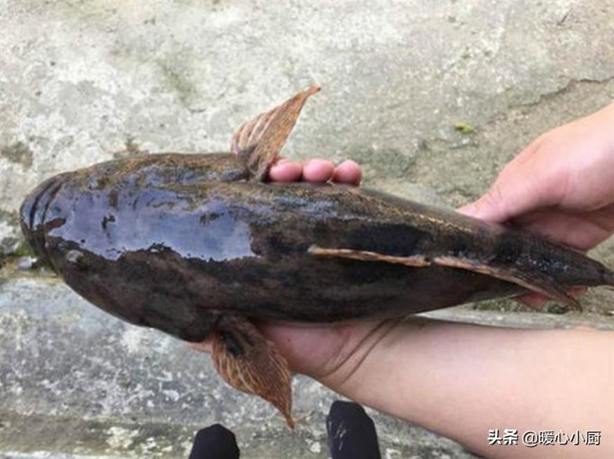 虎魚(yú)圖片及價(jià)格:沙虎魚(yú)品種