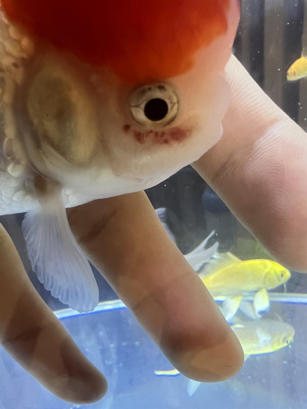 請問一下廣大魚友 幫忙看一下我這魚咋了。出現兩次了。