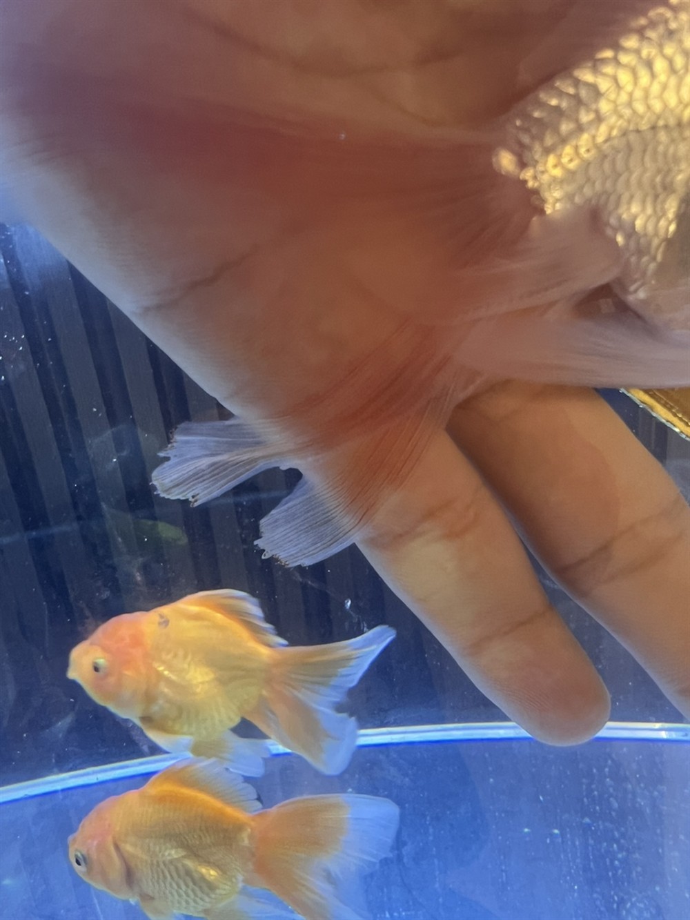 請問一下廣大魚友 幫忙看一下我這魚咋了。出現兩次了。