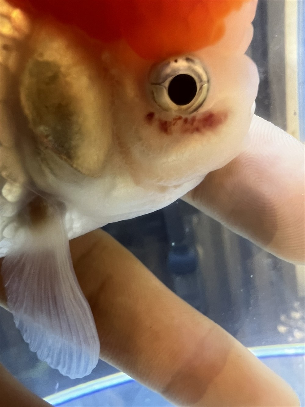 請問一下廣大魚友 幫忙看一下我這魚咋了。出現兩次了。