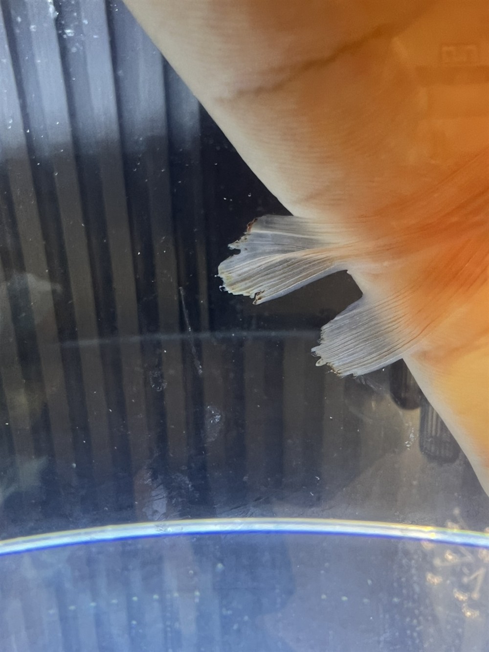 請問一下廣大魚友 幫忙看一下我這魚咋了。出現兩次了。