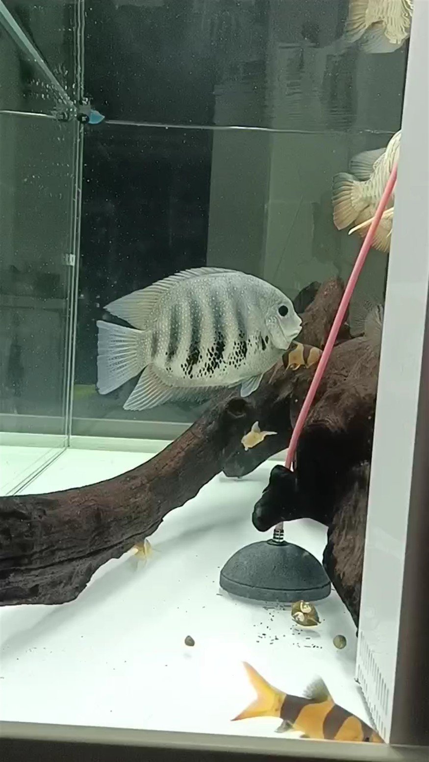 如果把沉淀倉的管子劃幾個(gè)口子能不能降噪？