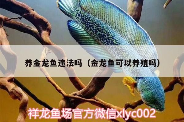 養金龍魚違法嗎（金龍魚可以養殖嗎）