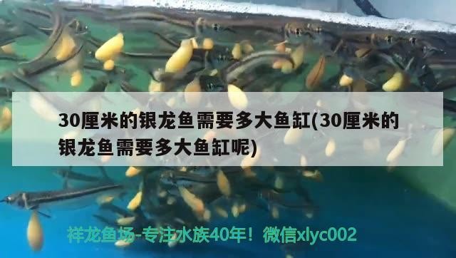 30厘米的銀龍魚需要多大魚缸(30厘米的銀龍魚需要多大魚缸呢)