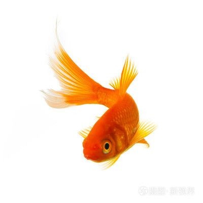 大魚缸養(yǎng)錦鯉還是金魚：養(yǎng)錦鯉好還是養(yǎng)金魚好？