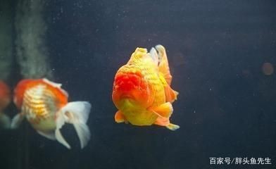 大魚缸養(yǎng)錦鯉還是金魚：養(yǎng)錦鯉好還是養(yǎng)金魚好？
