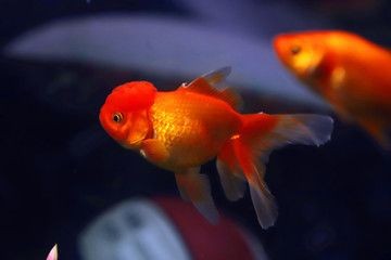 大魚缸養(yǎng)錦鯉還是金魚：養(yǎng)錦鯉好還是養(yǎng)金魚好？