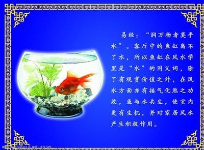 對(duì)魚缸里的魚的描寫句子：魚缸生態(tài)揭秘