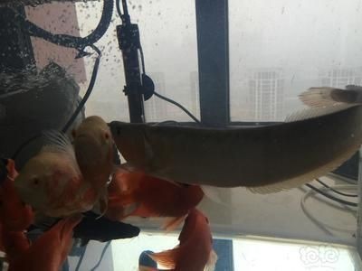 龍魚不開口吃食怎么辦