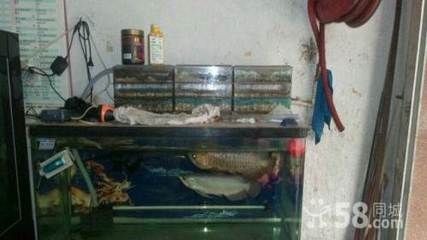 常平魚缸專賣店在哪里啊：常平海鮮魚缸專賣店位置