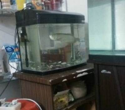 常平魚缸專賣店在哪里啊：常平海鮮魚缸專賣店位置