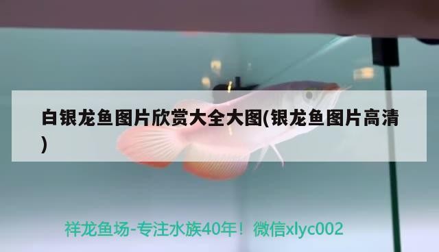 白銀龍魚圖片欣賞大全大圖(銀龍魚圖片高清)