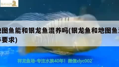 地圖魚能和銀龍魚混養嗎(銀龍魚和地圖魚混養要求)