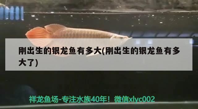 剛出生的銀龍魚有多大(剛出生的銀龍魚有多大了)