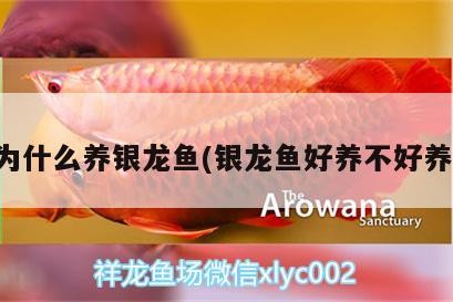 為什么養銀龍魚(銀龍魚好養不好養)