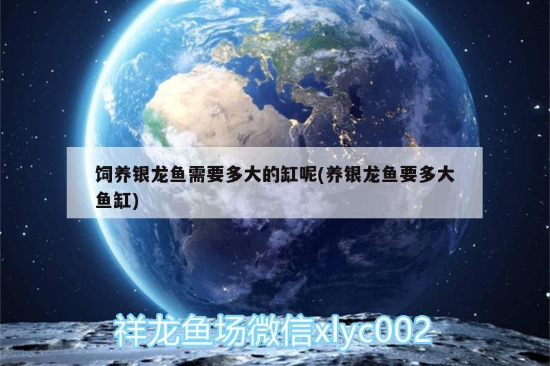 飼養(yǎng)銀龍魚需要多大的缸呢(養(yǎng)銀龍魚要多大魚缸)