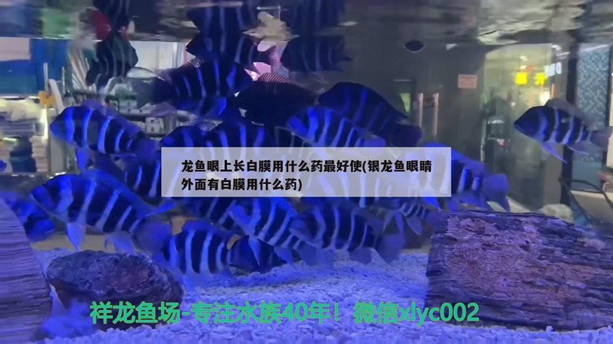 龍魚眼上長白膜用什么藥最好使(銀龍魚眼睛外面有白膜用什么藥)