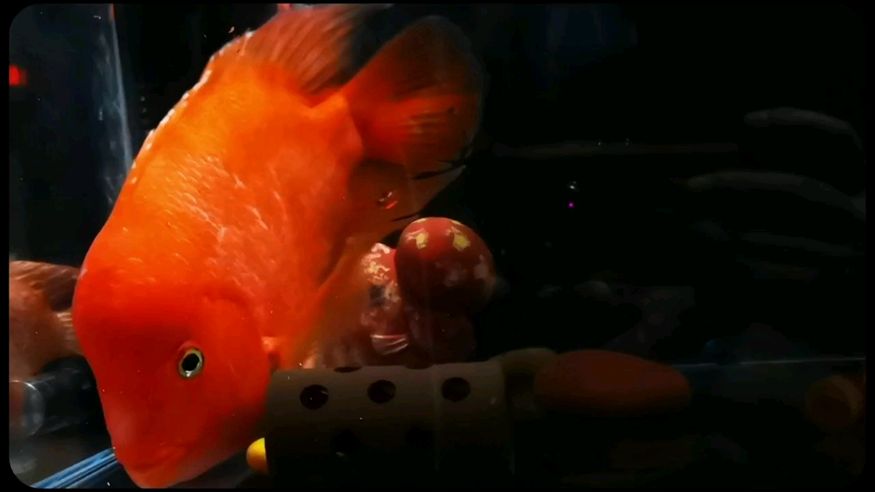 魚缸用增氧泵價(jià)格是多少:魚缸增氧機(jī)-xtrac增氧機(jī)-xtrac增氧機(jī) 紅… 龍魚論壇 紅… 紅… 龍魚論壇