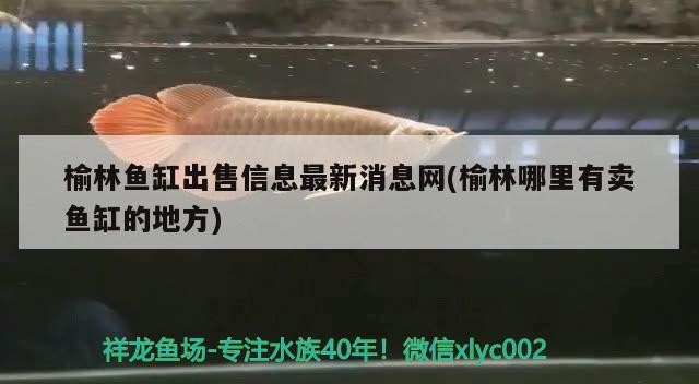 榆林魚缸出售信息最新消息網(榆林哪里有賣魚缸的地方)