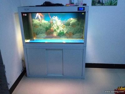 紅龍魚大概多少錢一斤啊圖片大全（紅龍魚大概多少錢一斤啊圖片大全視頻）