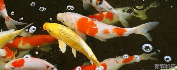 10cm紅龍魚魚苗價格（10cm紅龍魚魚苗價格多少）