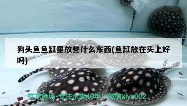 皇冠三間魚水溫多少合適（皇冠魚適合多少度水溫）