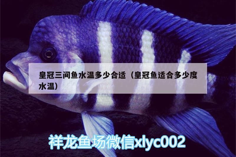 皇冠三間魚水溫多少合適（皇冠魚適合多少度水溫）