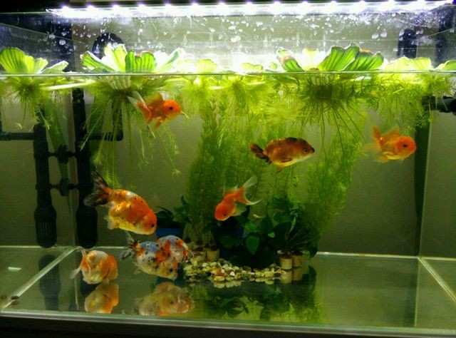 不想要的魚缸怎么處理掉：不想要的魚缸可以根據其狀況和用途和用途進行不同的處理