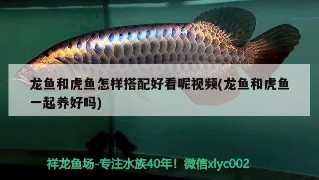 龍魚和虎魚怎樣搭配好看呢視頻(龍魚和虎魚一起養好嗎)
