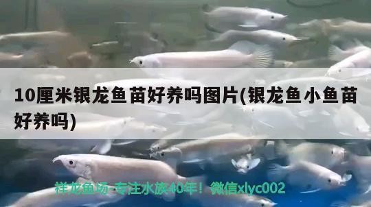 10厘米銀龍魚苗好養嗎圖片(銀龍魚小魚苗好養嗎)